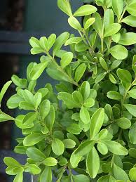 Check spelling or type a new query. Buxbom Odla Nu