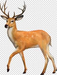 Reindeer Fallow Deer Drawing Elk Sika Deer Antler Chital Horn Transparent Background Png Clipart Hiclipart As it has pencil sketch of a single deer on white background, it can be used on paintings or designs the drawing shows two deer in a head on position with each other with locked horns. reindeer fallow deer drawing elk