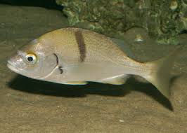 Image result for Sartidia angolensis