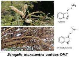 Image result for Acacia ataxacantha