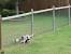 Diy Backyard Dog Fence