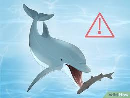 Minecraft Dolphins: How To Tame, Spawning, Behavior