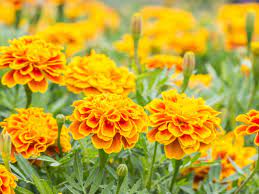 Make sure that the soil is free from weeds, then rake until it its fine and crumbly. Growing Marigolds For Flowers In Your Garden