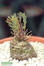 Image result for Aeollanthus subacaulis