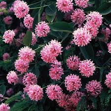 Image result for Dais cotinifolia