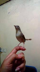 Kumpulan Suara Ciblek Banyak Variasi Masteran Pikat Binatang Peliharaan