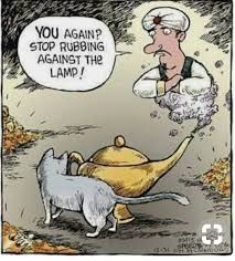 Geni Cat Cat Jokes Crazy Cats Funny Cat Memes