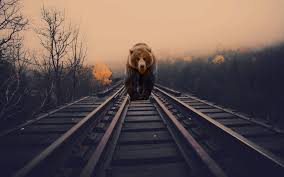 More images for bear wallpaper » Bear 1920x1200 Wallpaper Teahub Io