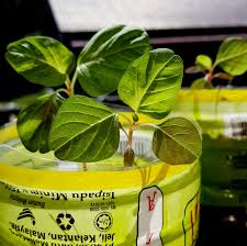 Kesannya biasa dapat dilihat seminggu selepas penyiraman atau semburan dibuat. Kisah Pokok Bayam Merah Yang Cantik