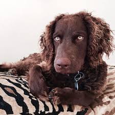 Image result for curly coated retrívr