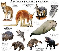Mammals Of Australia Australia Animals Australian Animals Australian Native Animals