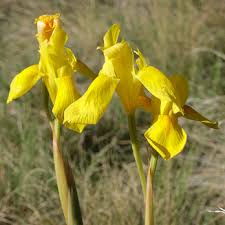 Image result for Moraea spathulata