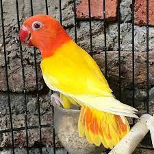 Pin Oleh Majalahlovebird Net Di Majalahlovebird Net Di 2021 Burung Mandi