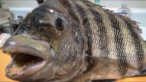 We did not find results for: What Happened To This Fish Catch Cook Sheepshead Imitation Crab Cakes Youtube