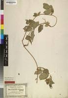 Image result for Marsdenia schimperi