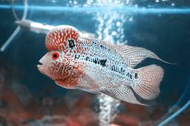 Ikan cupang memiliki beragam warna dan bentuk yang sangat menarik. 5 Jenis Ikan Hias Yang Mendatangkan Pundi Pundi Uang Rumah123 Com