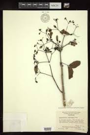 Image result for Stereospermum harmsianum