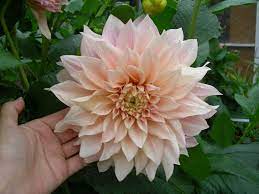 Dahlia Cafe Au Lait Cafe Au Lait Dahlia Dahlia Beautiful Flowers