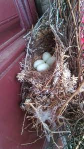 Separate laws are in place to protect game birds around the shooting season. Can I Move A Birds Nest With Eggs In It
