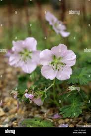 Image result for Geraniaceae