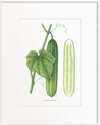 Image result for Cucumis sativus