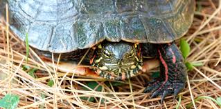 Midland painted turtle (chrysemys picta marginata) characteristics. Painted Turtle Chrysemys Picta