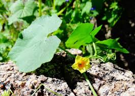 Image result for Kedrostis leloja