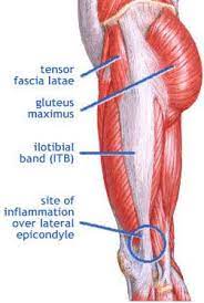 The next muscle to be indicated is the adductor longus. Knee Health Staying Fit For The Long Run My Life As An Ultra Marathon Runner