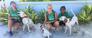 Thank you for your interest in volunteering for ecar!! Volunteer With Animals In Belize Projects Abroad