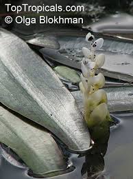 Image result for Aponogetonaceae