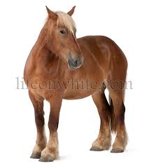 Belgian horses for sale, horse real estate, farriers, horse trainers, horse tack, horse equipment belgian farmers presently use this horse for plowing in place of tractors which can bog down in the. Life On White Belgian Horse Belgian Heavy Horse Brabancon A Draft Horse Breed 4 Years Old Standing In Front Of White Background