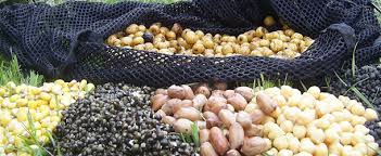 Les Graines Utilisees Pour La Peche A La Carpe Composition Preparation