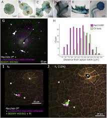 Check spelling or type a new query. Oil Body Formation In Marchantia Polymorpha Is Controlled By Mpc1hdz And Serves As A Defense Against Arthropod Herbivores Sciencedirect