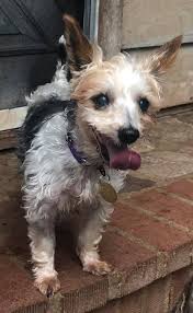 Second chance pet adoption league added 11 new photos to the album: Sul0ra83iz5kpm