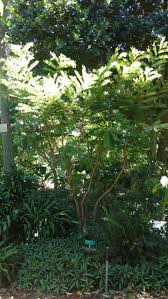 Image result for Sophora velutina