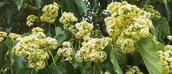 Image result for Hovenia