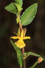 Image result for Corchorus kirkii