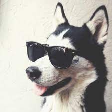 The Daily Cute 15 Dogs Wearing Sunglasses Husky Dogs Siberian Husky Husky Puppy