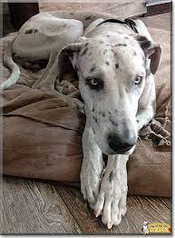 Logan - Great Dane - August 13, 2018