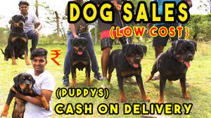 We did not find results for: Puppy S And Dogs On Sales Puppy Price List Delivery Available Dog Sales Kennel Near Me At 1000 Youtube