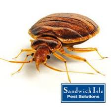 Bay area lawn and pest has been providing pest control services in the tampa bay area for 18 years. 98 Bed Bug Fix Ideas Bed Bugs Rid Of Bed Bugs Bugs