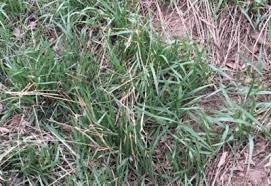 We did not find results for: Smooth Brome Can Be A Desired Plant Or A Weed