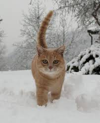 Most cats handle cold temperatures very well. At What Temperature Do Cats Get Cold They Are Warmer Than Us And Have Fur But If Their Paw And Nose Is Cold Does That Mean They Are Cold My Indoor Cat