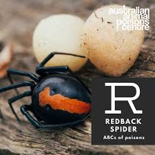 Hospital treatment is sometimes needed, but fatal bites are rare. Redback Spiders Your Pet Animal Poisons Helpline
