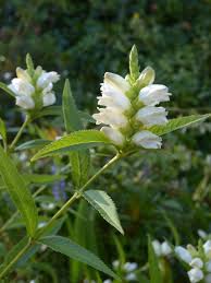 Image result for Blotiella glabra