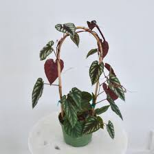 Image result for Cissus