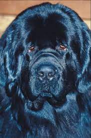 Does A Newfoundland Dog Have Growing Spurts