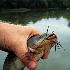 It was captured on august 1, 1951 in new york, usa. Introduction To How To Hold A Catfish Howstuffworks