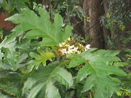 Image result for Solanum chrysotrichum