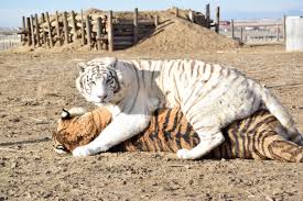 The zoo once run by tiger king joe exotic is now a zoo of horrors because of animal abuse and neglect, a complaint filed with oklahoma authorities alleges. 39 Tigers From Tiger King Now At Accredited Sanctuary Peta